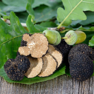 Tuber Aestivum - Summer Truffle - Görsel 5