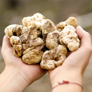 White Truffle - Görsel 4