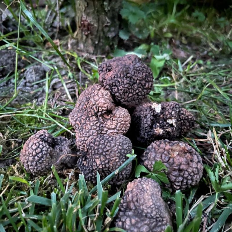 Lucky Truffles images (9)
